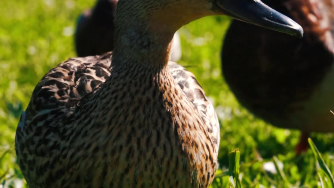 A Duck Enjoying his own day