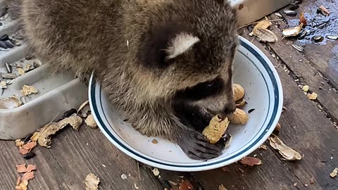 Sunny The Raccoon's Unbelievably Cute and Silly Babies #shorts