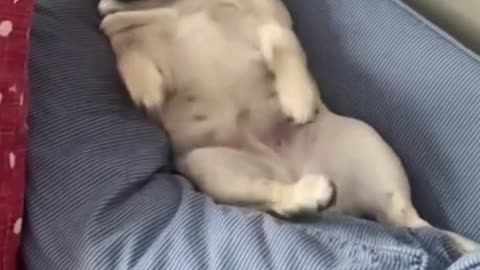 cute dog relaxing mode