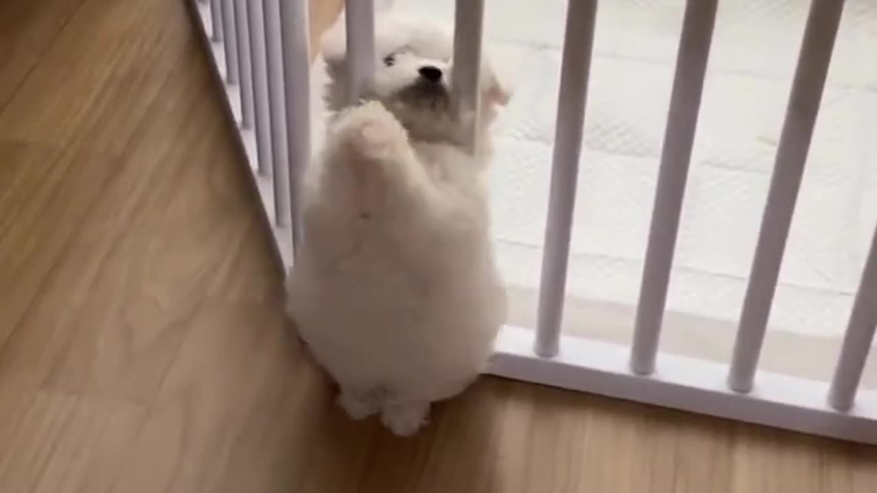 O my god what the funny puppy must watch this