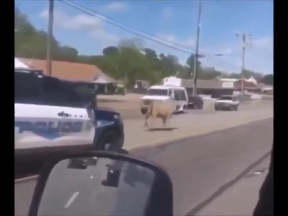 FUNNY Police Chase A Cow!