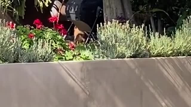 ub Breaks Pot And Drops Chair While Bear Family Strolls in Yard