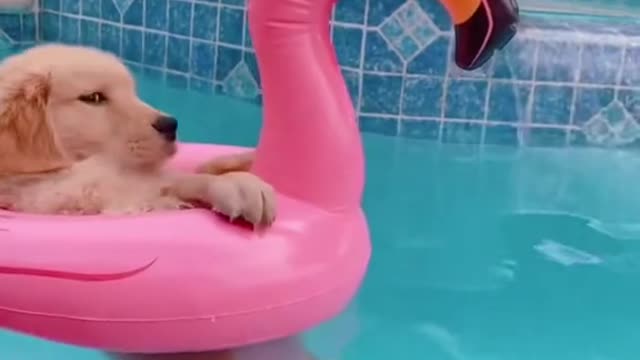 Every day I hate more and more that I was born human and not dog