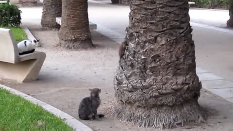 Lazy Cats Catching a Rat