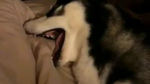 Sleepy dogs.