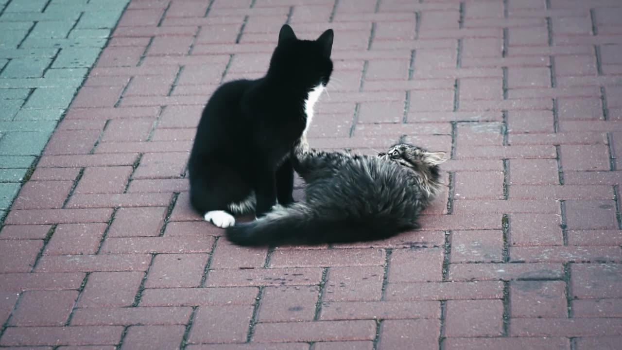 Couple fight ❤️🥺 |cute cats Fighting