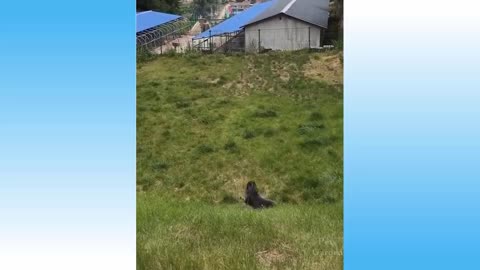 Top Funny Cat Videos of The Weekly - TRY NOT TO LAUGH CHALLENGE