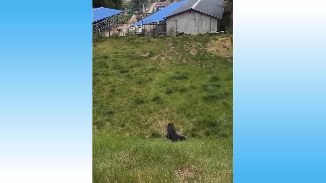 Top Funny Cat Videos of The Weekly - TRY NOT TO LAUGH CHALLENGE