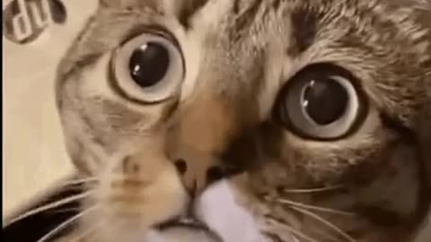 Cute Cat Gif