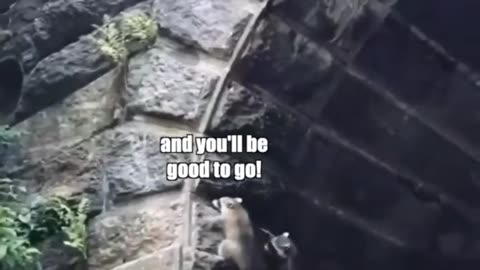 Raccoon_Tunnel_Heist