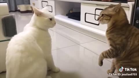 Funny animals cat dog