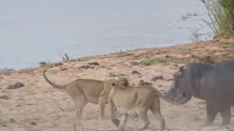 Angry Hippo Tries Fighting Off 7 Lions