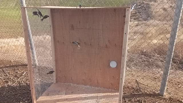 Prototype starling trap... turned sparrow trap