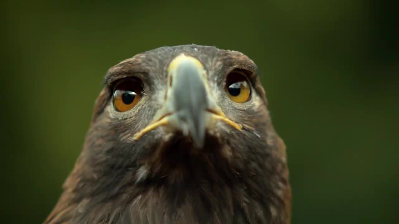 Eagle eye slow motion....