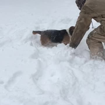 Old Bassett Hound’s legs are too short for the deep snow