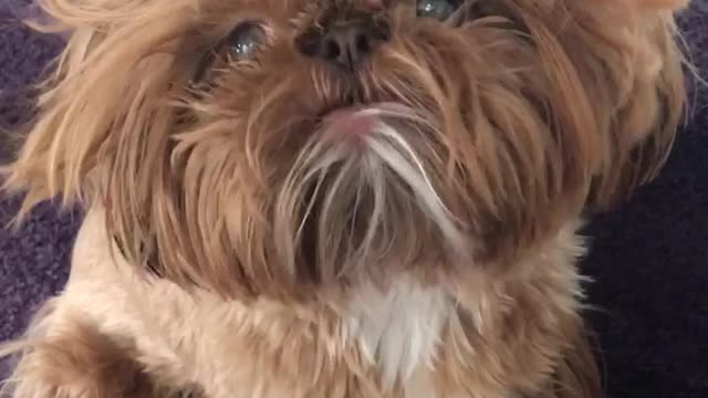 Puppy has cutest case of bed head ever!