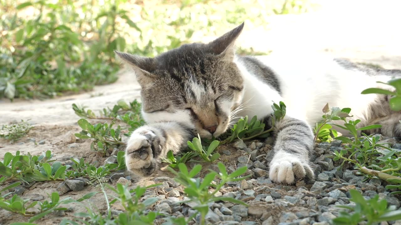 Funny Animals Stock Footage - Cats, Dogs || 4K Quality || HD Video