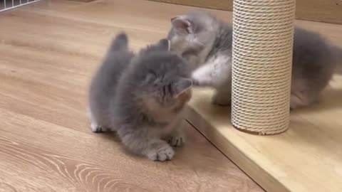 Softness Alert! Rolling and Cuddling Kittens in an Endless Display of Cuteness