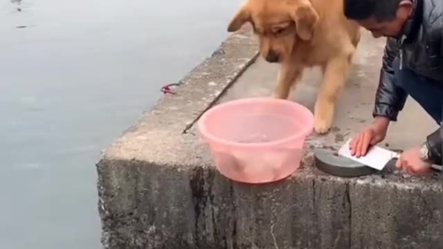 Kind dog saving the life of fishes.