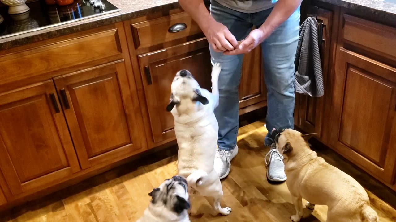 Two Pugs and a Frug getting treats and Rice Krispies