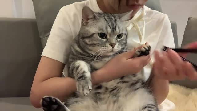 Clipping the cat's nails