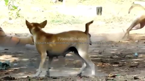 SCARY lion/dog pranks