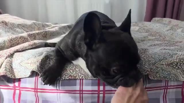 From love to hate one step | French bulldog Oleg