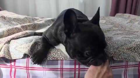 From love to hate one step | French bulldog Oleg