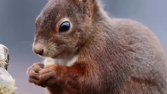 The squirrel