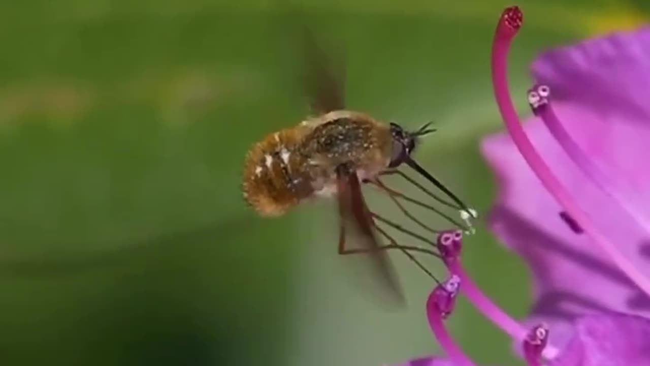 Buzzing Beauties: Discover the Secret Lives of Bee Flies