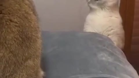 Cat Arguing