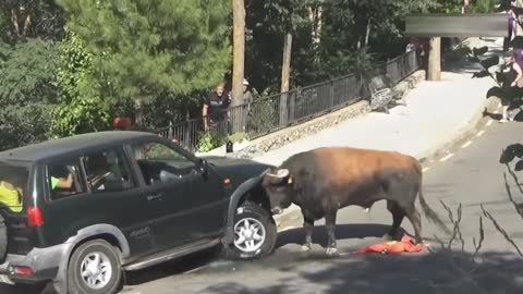 Wild Animals ( suspense and action video ) you must watch