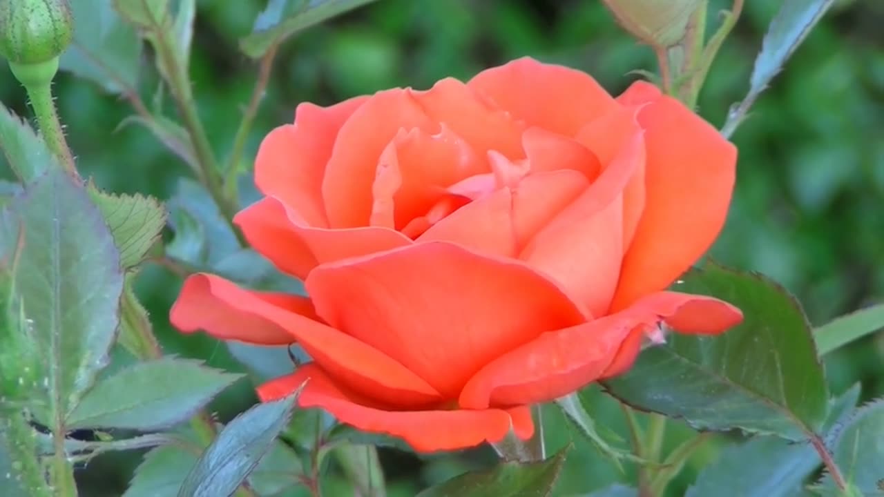 Rose Red Rose Flower