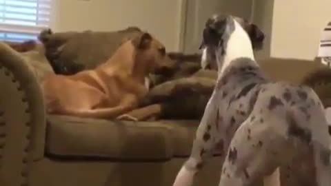 Best Funny Animal Videos 2022 😺 Funny The Great Dane Dog Videos 😁 Funniest Dog Videos 😁😇