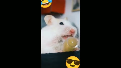 Another Mini-Compilation of Animals Feeding - Tiktok Animals (Funny Animals #346)