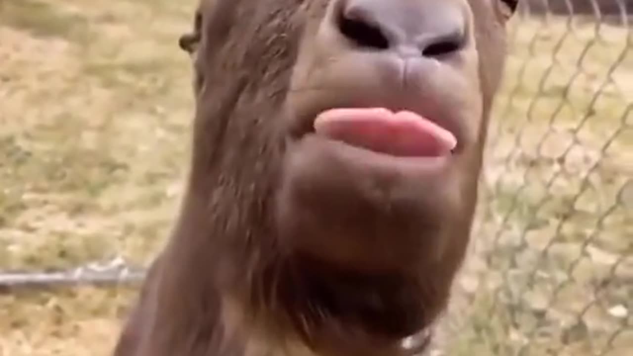 Confused Behavior Of Animals #funnyanimals #funnyshorts
