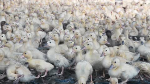 100 Ducklings Gathered