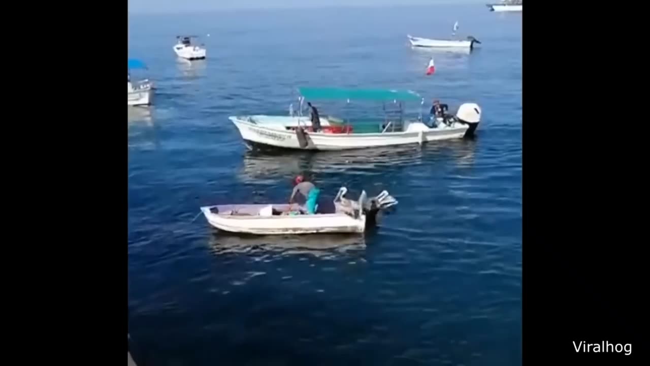 The Best Of The Internet