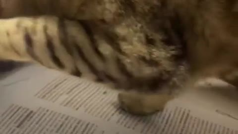 Cat Pulls Paper From Printer