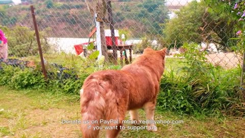 4k dogs pappis beautiful animals