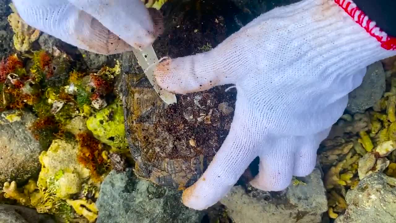 Sea turtle enjoy full body refreshing service when removed barnacles and mucus cement from shell