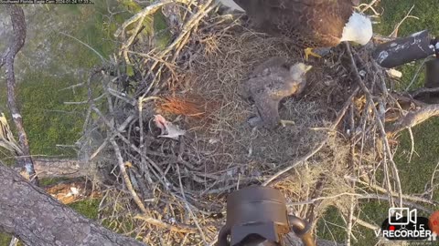 Mama & Papa Eagle Feeding there Eaglet, Organizing the nest 🕊🦅