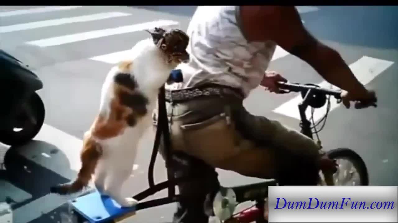 Funny Cats Compilation 2015 - Amazing cat tricks - Must See!