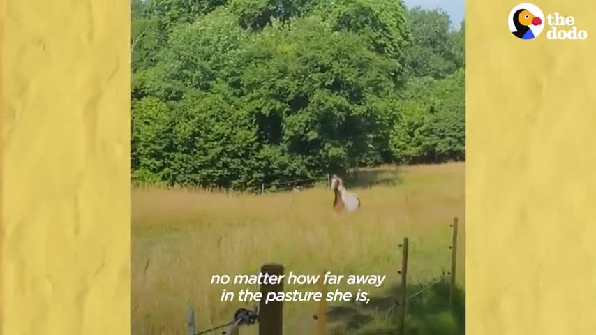 Horse Runs To Greet Her Favorite Dog Every Morning