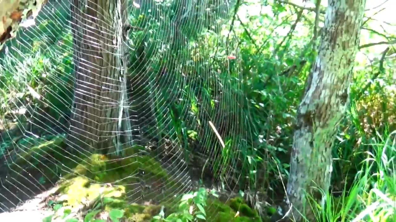 Spider Web