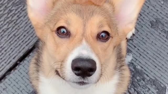 Which dog would you like to boop