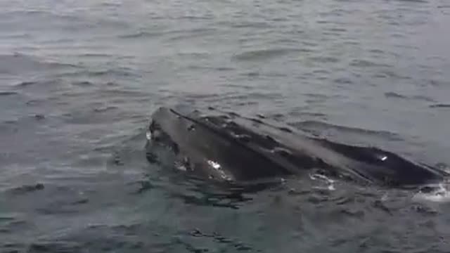 Avistaje de ballena jorobada en la Bahía de Samana, República Dominicana