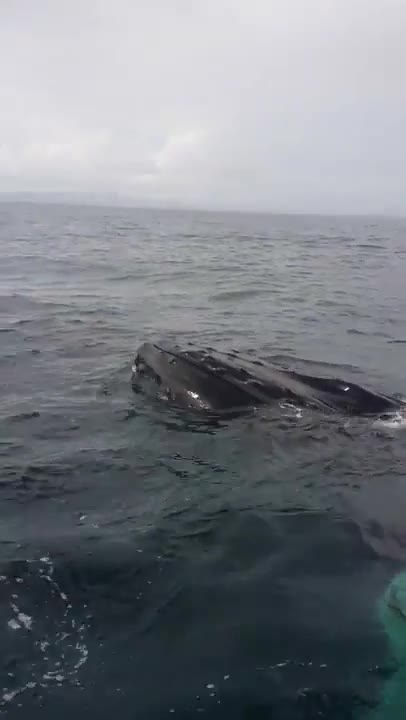 Avistaje de ballena jorobada en la Bahía de Samana, República Dominicana