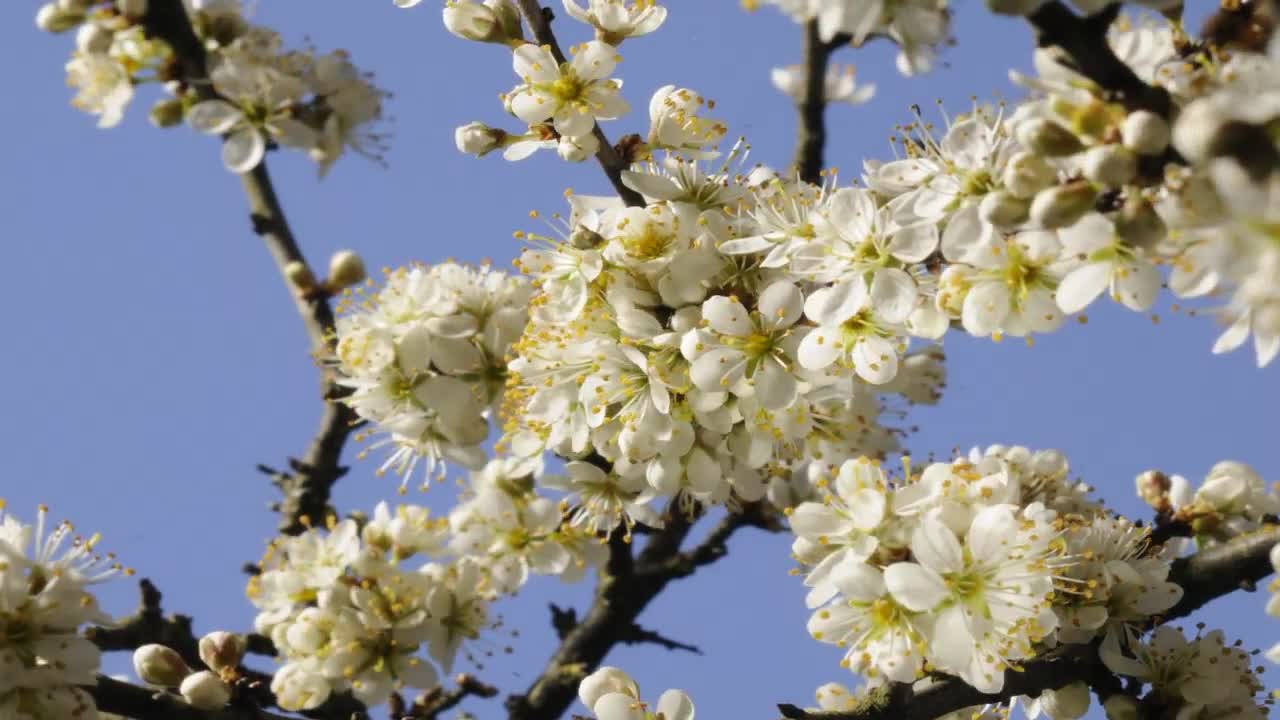 Blackthorn flowers opening, springtime time lapse. Prunus spinosa 4K