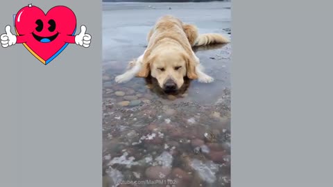 🤣 Funny Dog Video 2021 🤣 it's time to laugh with Dog 🐕 life.